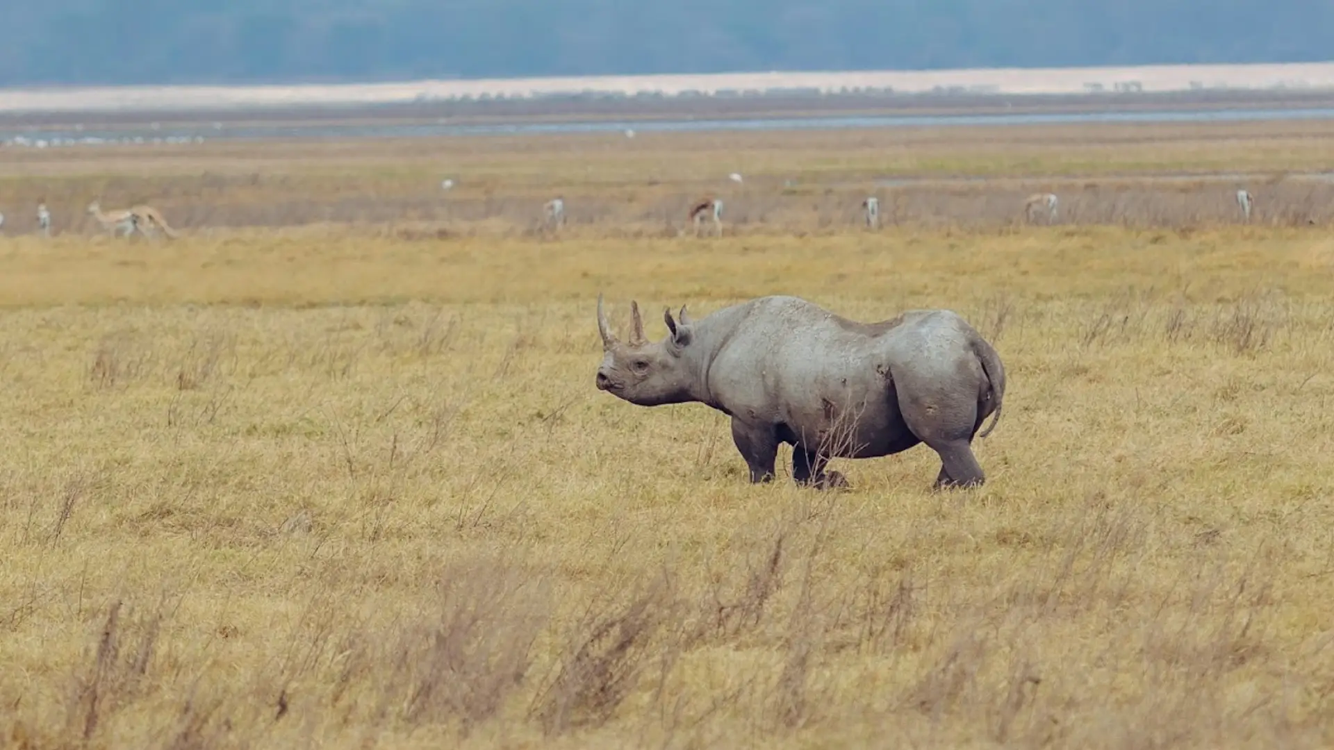 How Much Does a Safari in Tanzania Cost?