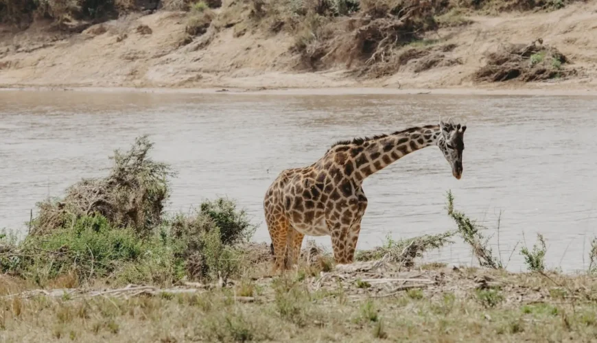 Tanzania Safari Faqs