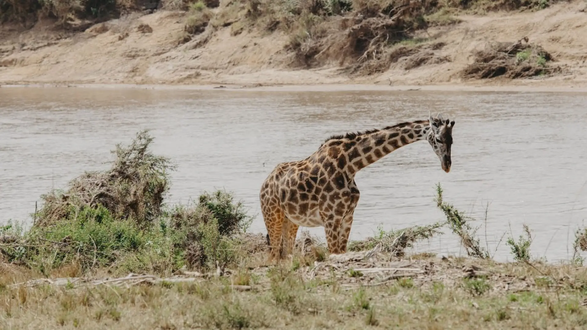 Tanzania Safari Faqs
