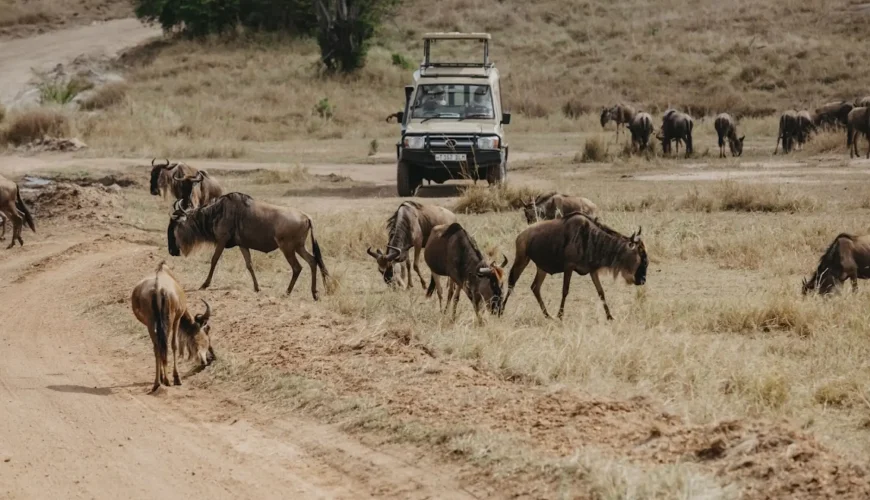 How To Book A Safari In Tanzania?