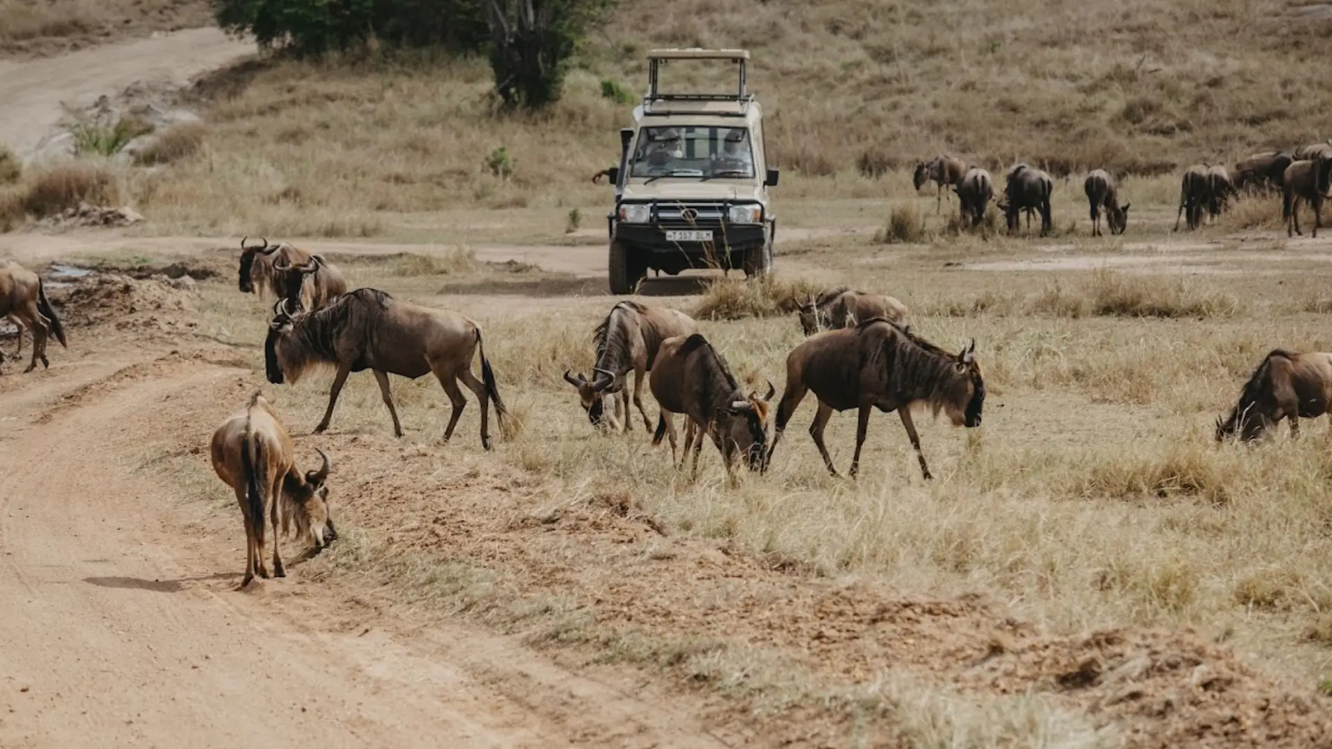 How To Book A Safari In Tanzania?