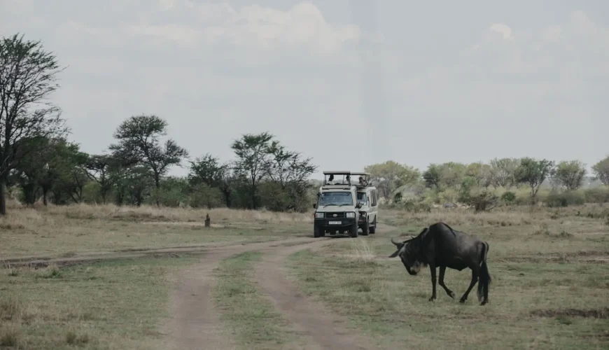 How Much To Tip Safari Guide Tanzania?