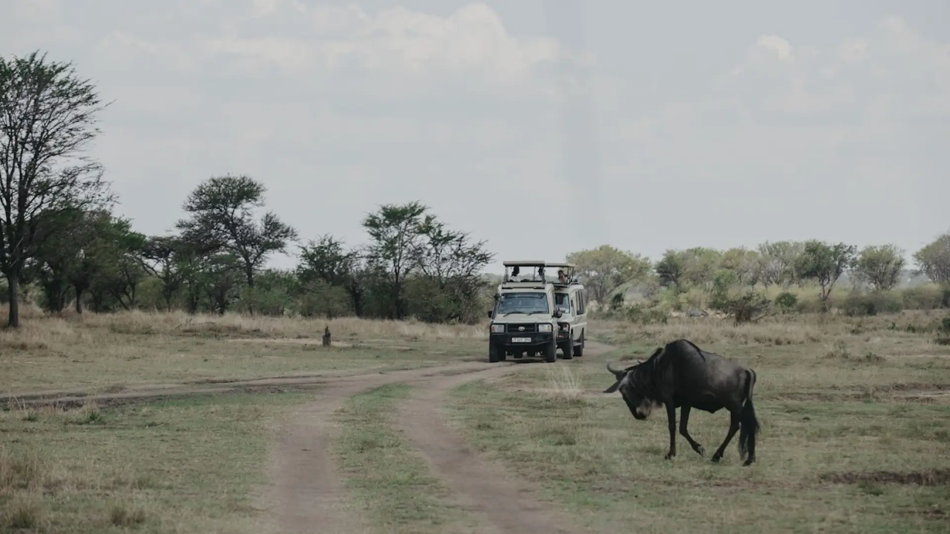How Much To Tip Safari Guide Tanzania?