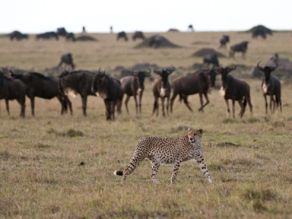 Maasai Mara