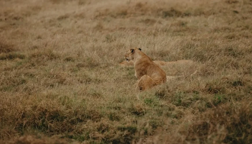 What To Pack for a Safari in Tanzania