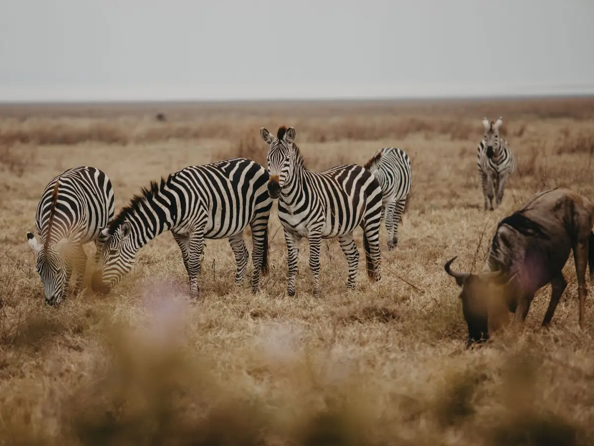 Best Time to Visit Tanzania