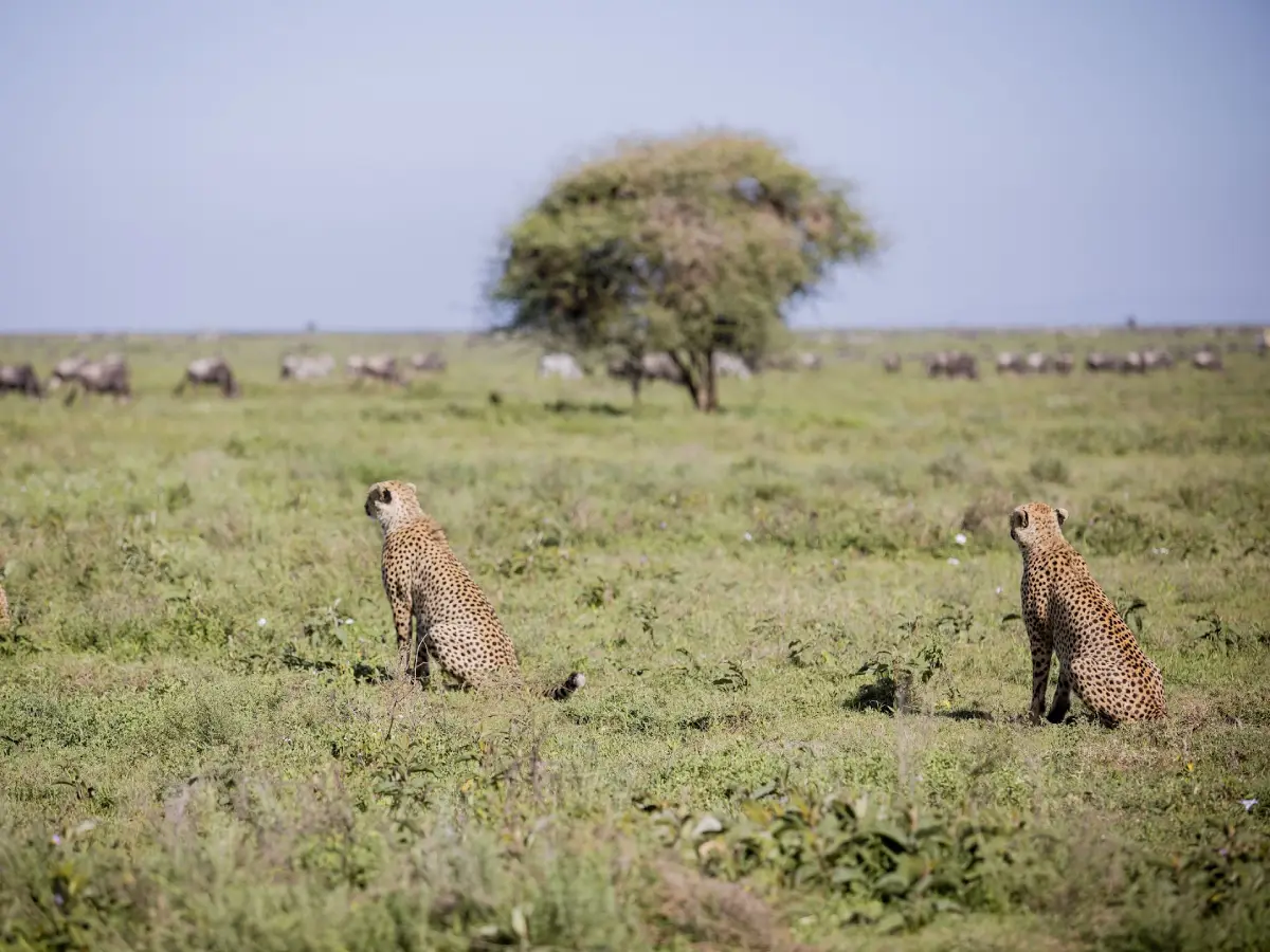 Serval Wildlife Sanctuary Day Trip Kilimanjaro Heroes Adventures
