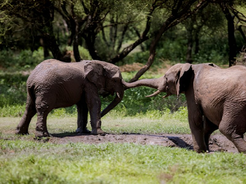 Tanzania Big Five Safari