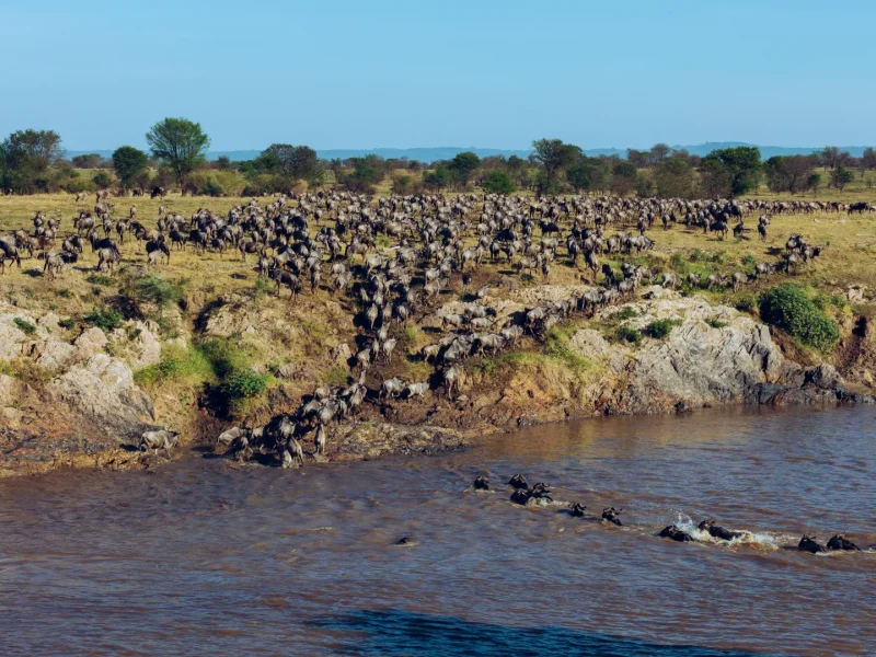 Serengeti Safari