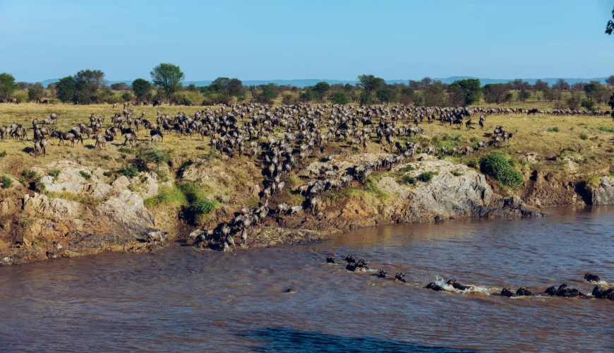 Serengeti Safari