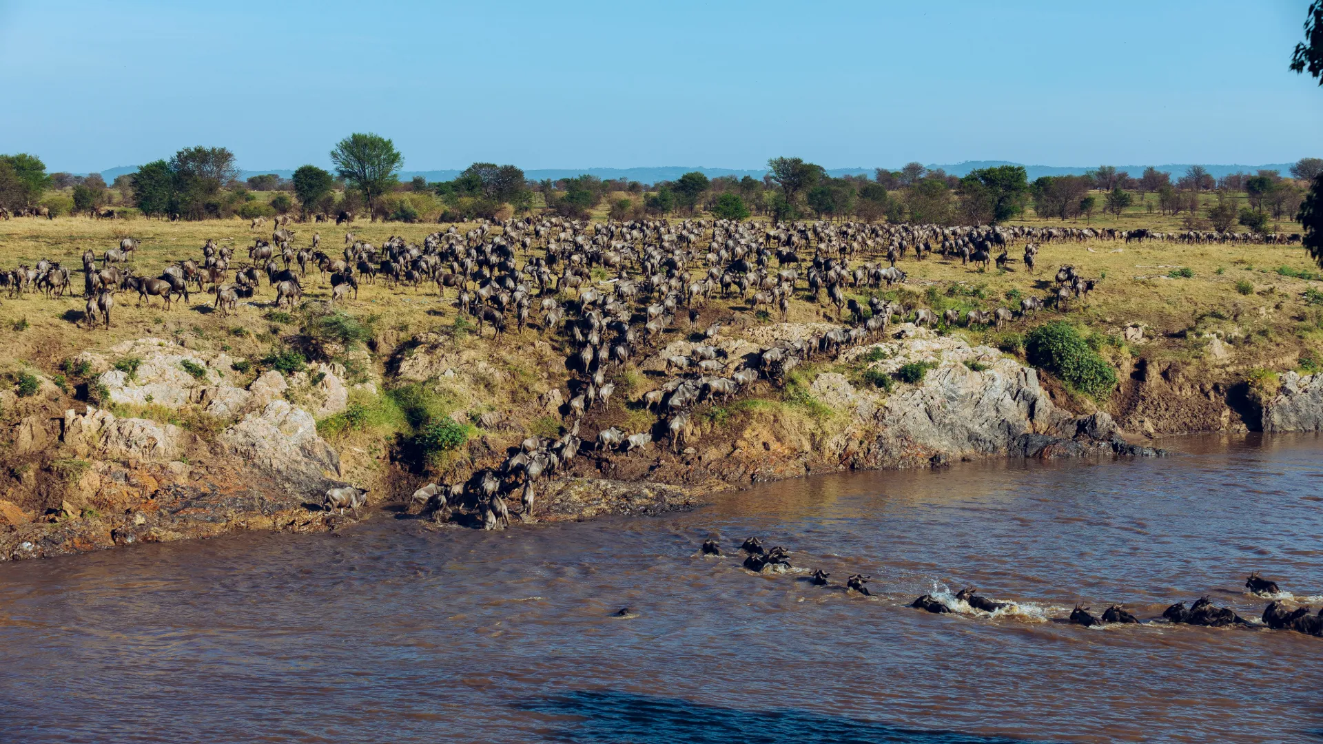 Serengeti Safari