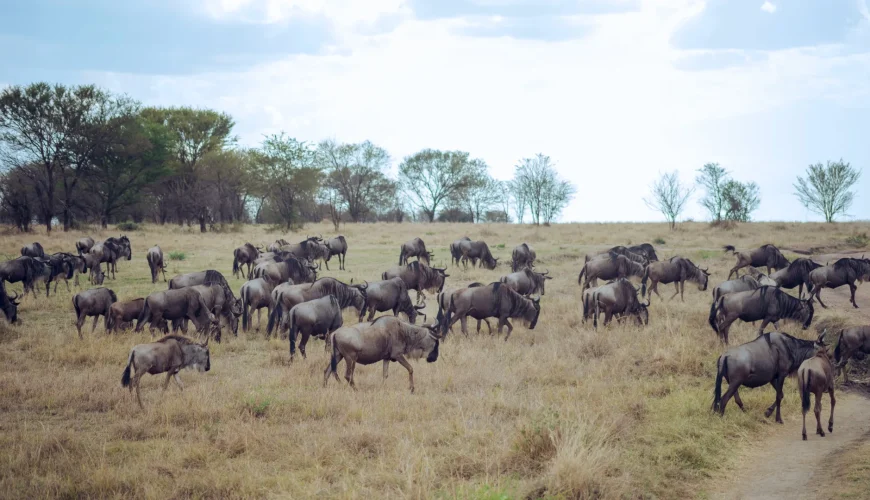 River Crossings vs. Calving Season: What’s the Best Great Migration Event to See on Serengeti Safari?