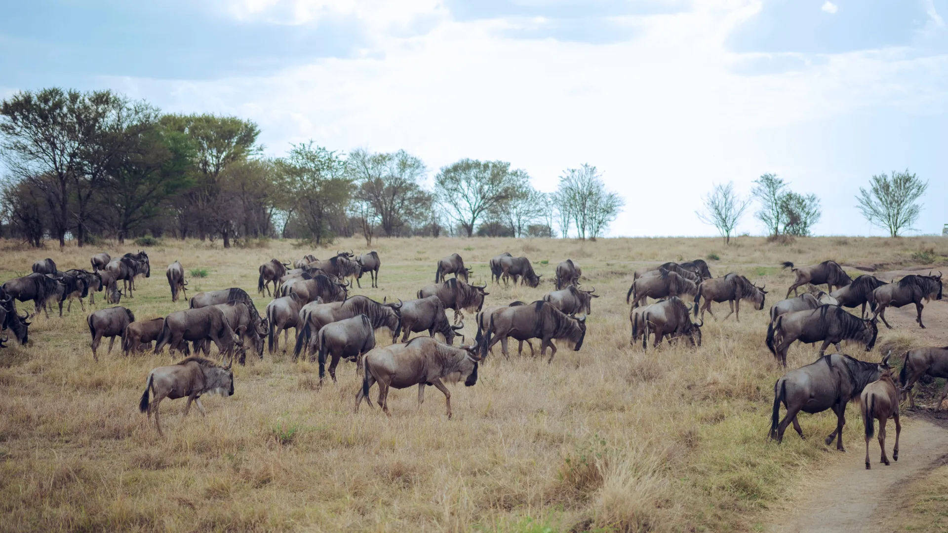 River Crossings vs. Calving Season: What’s the Best Great Migration Event to See on Serengeti Safari?