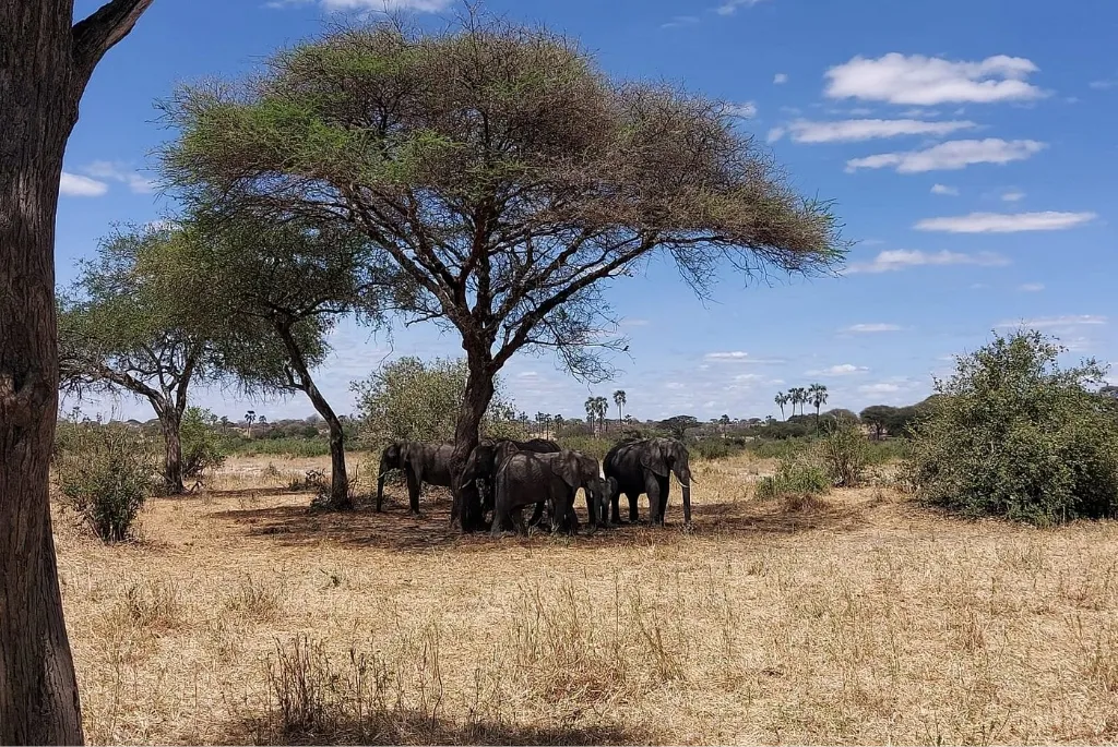 Safaris in Southern Tanzania