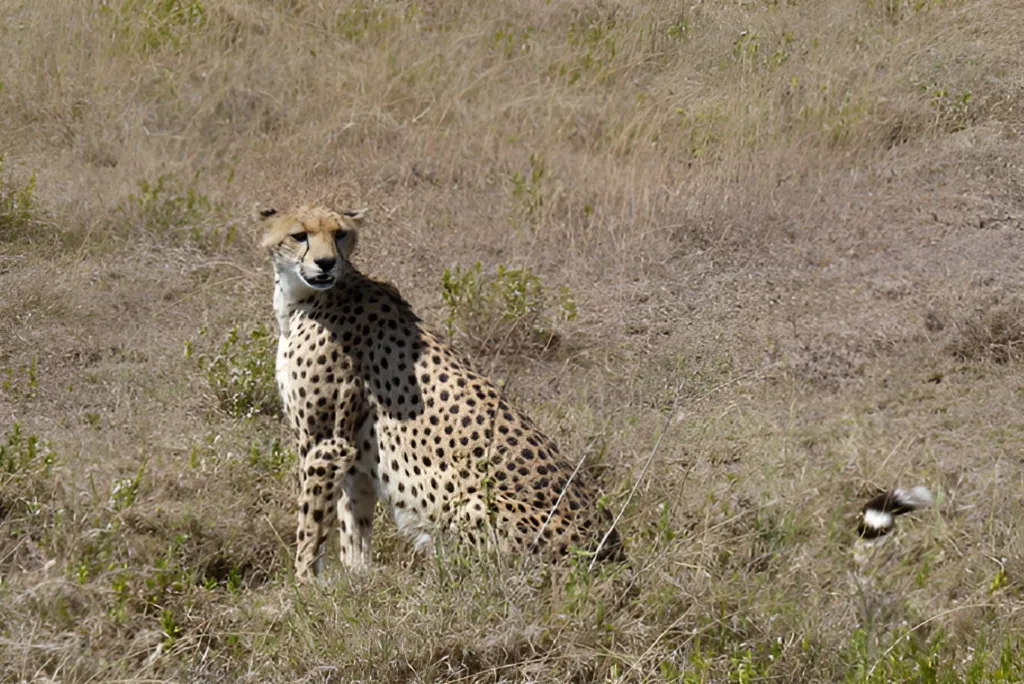 Serengeti National Park Safari