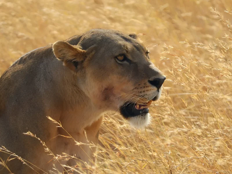 Best Safari Tours in Tanzania