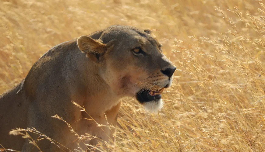 Best Safari Tours in Tanzania