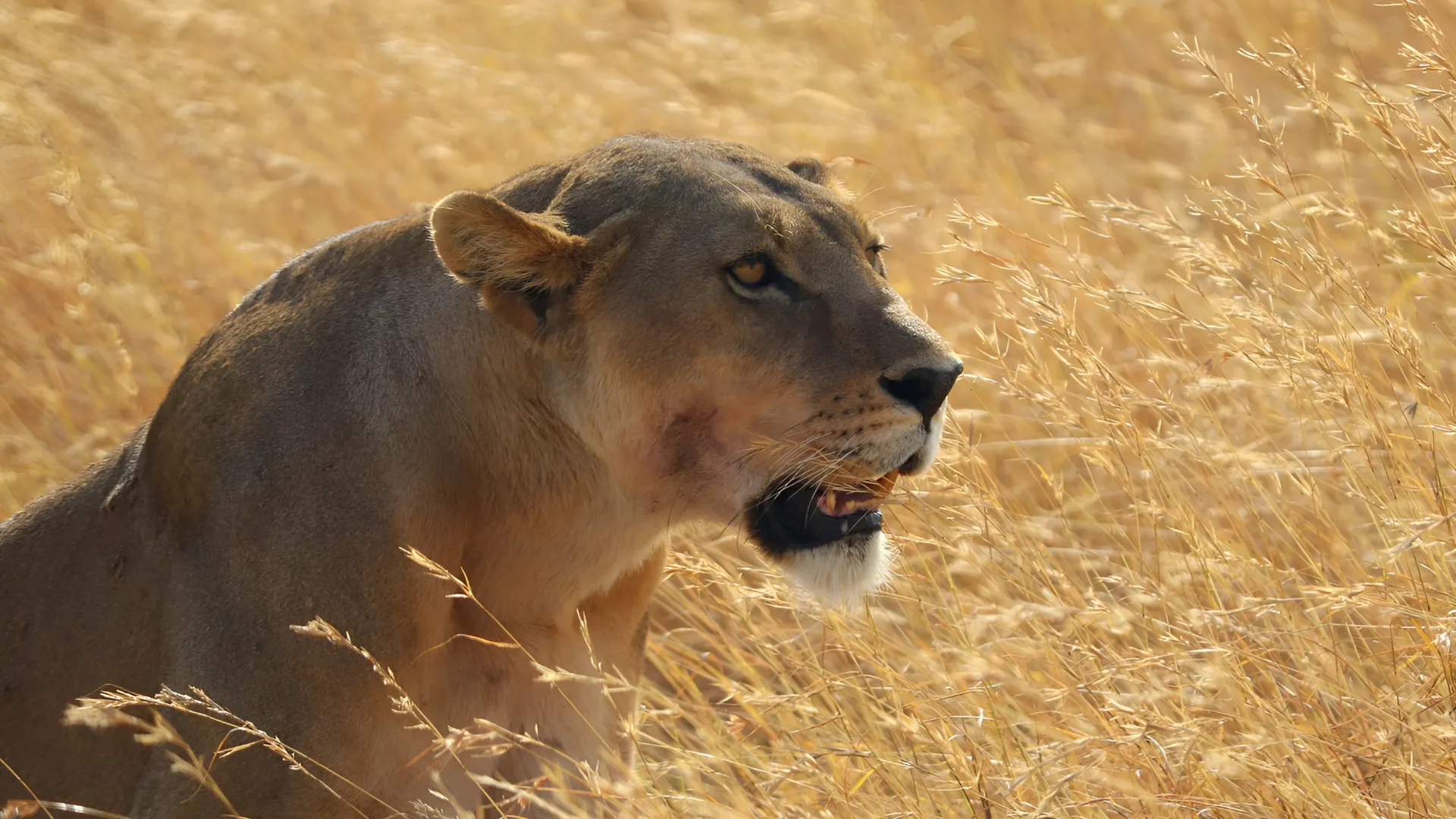 Best Safari Tours in Tanzania