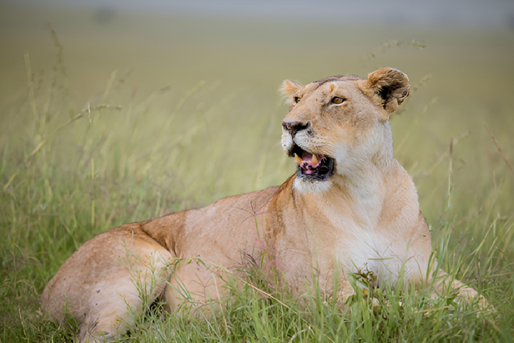 Tanzania Safari Tours