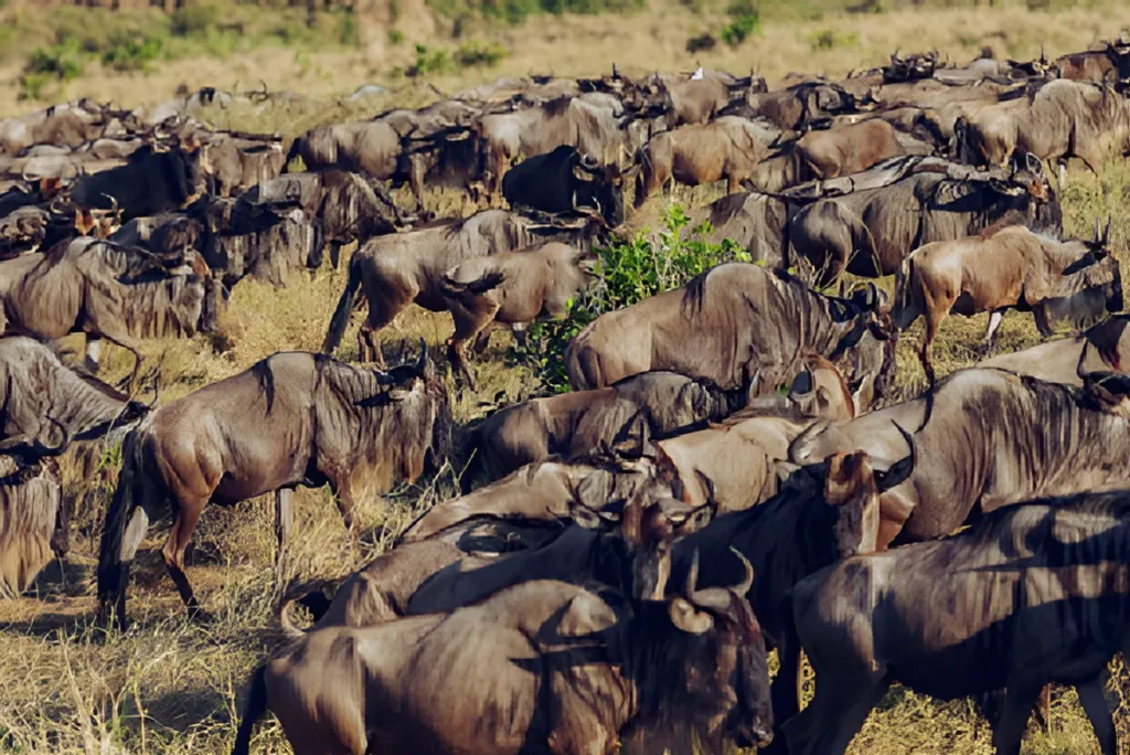 Serengeti Calving Season