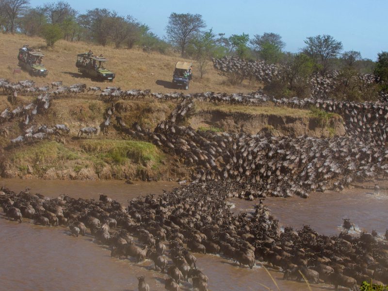 Serengeti Wildebeest Migration