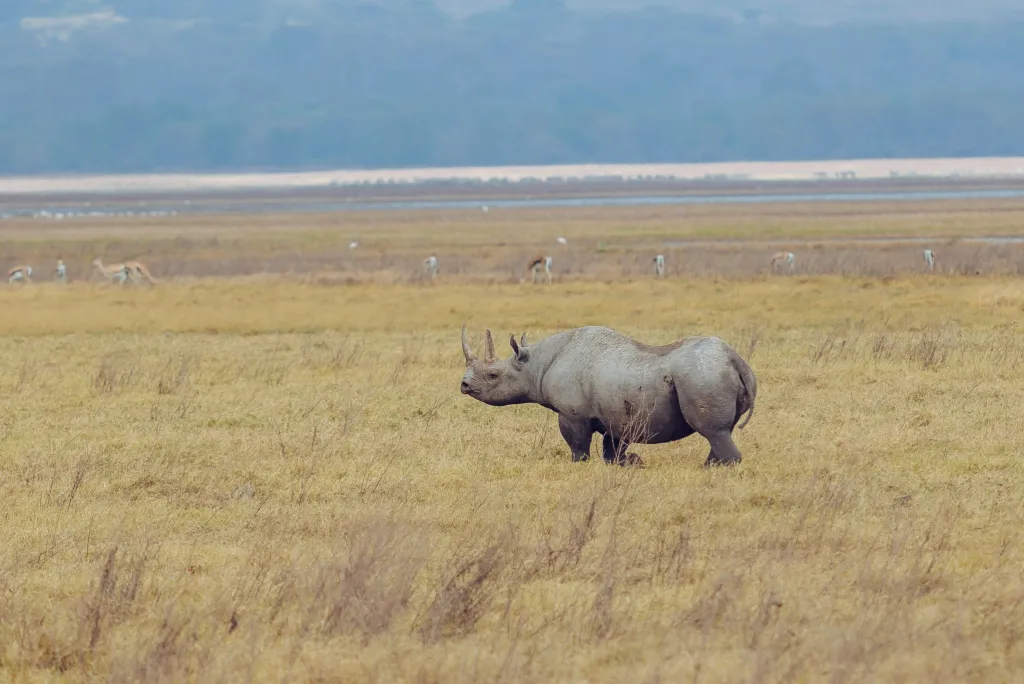 Tanzania Safari
