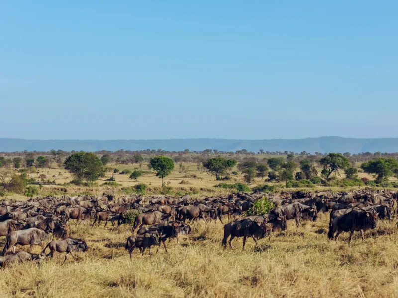 Luxury Tanzania Safari