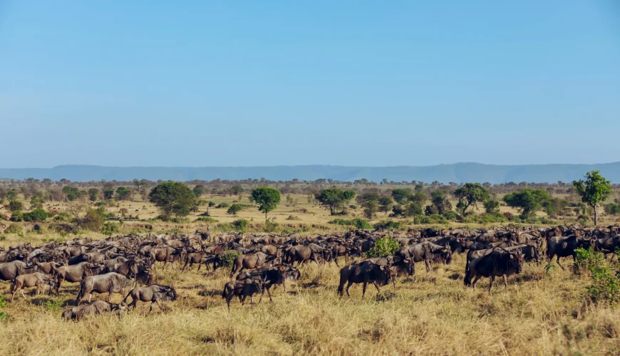 Luxury Tanzania Safari