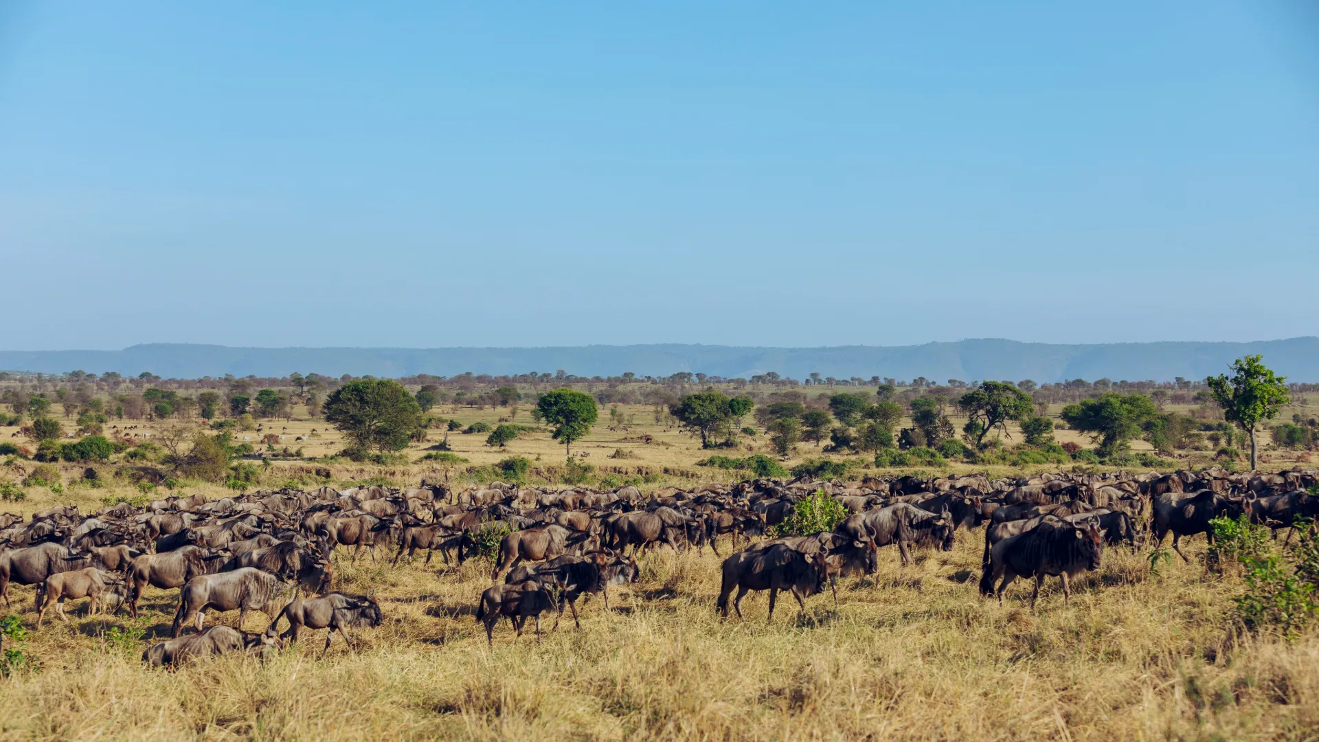 Luxury Tanzania Safari