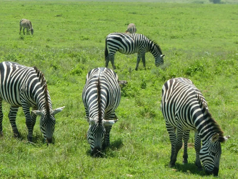 Ngorongoro Safari