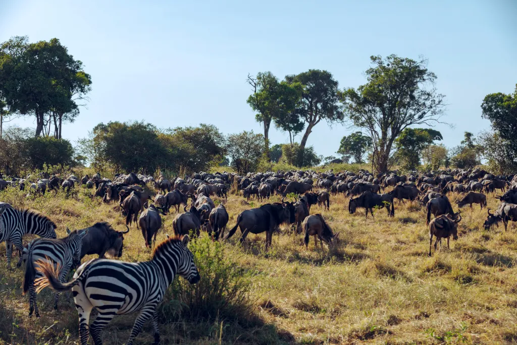 Best Time To Visit Tanzania