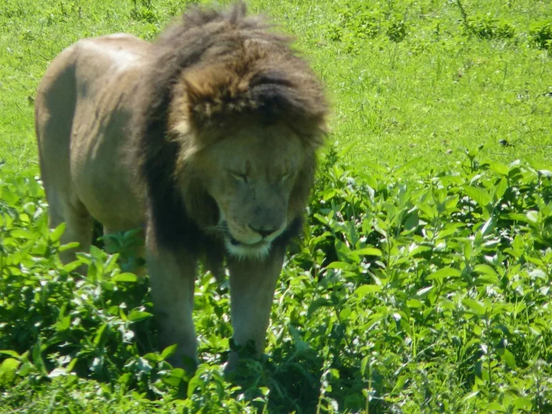 Ngorongoro Conservation Area