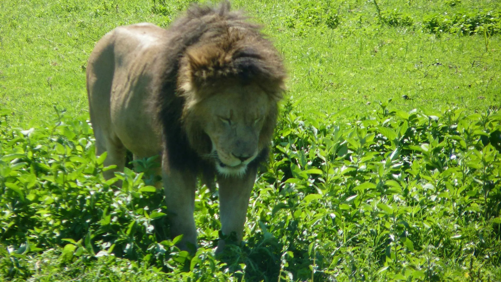 Ngorongoro Conservation Area