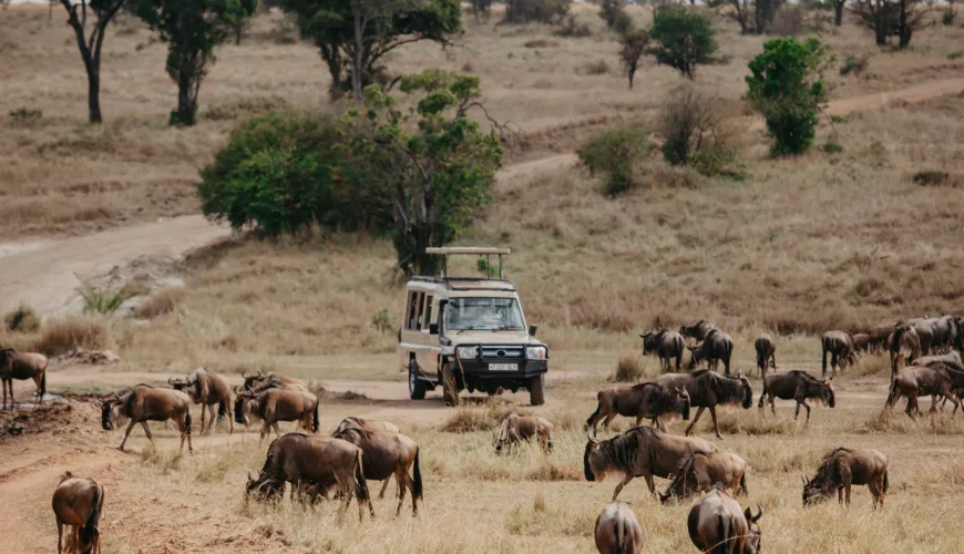 Explore the Wild: Unveiling the Best Tanzania Safari Tour Packages for Ultimate Wildlife Encounters