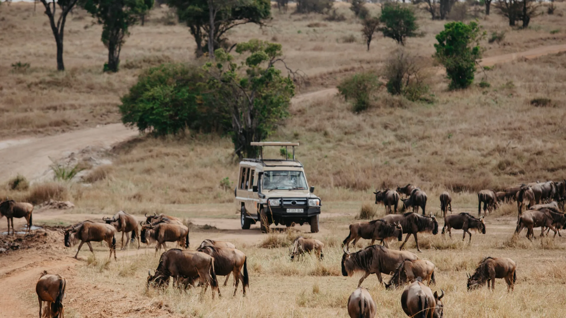 Explore the Wild: Unveiling the Best Tanzania Safari Tour Packages for Ultimate Wildlife Encounters