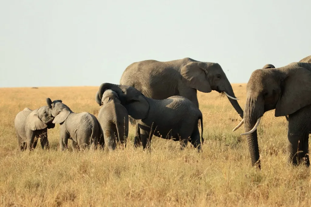 Tanzania Safari Costs
