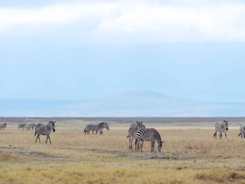 Ngorongoro Conservation Area