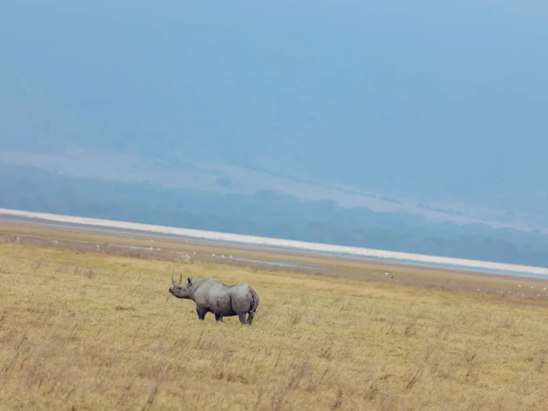 Ngorongoro Safari