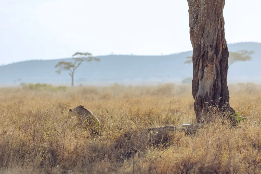 Tanzania safari tour package