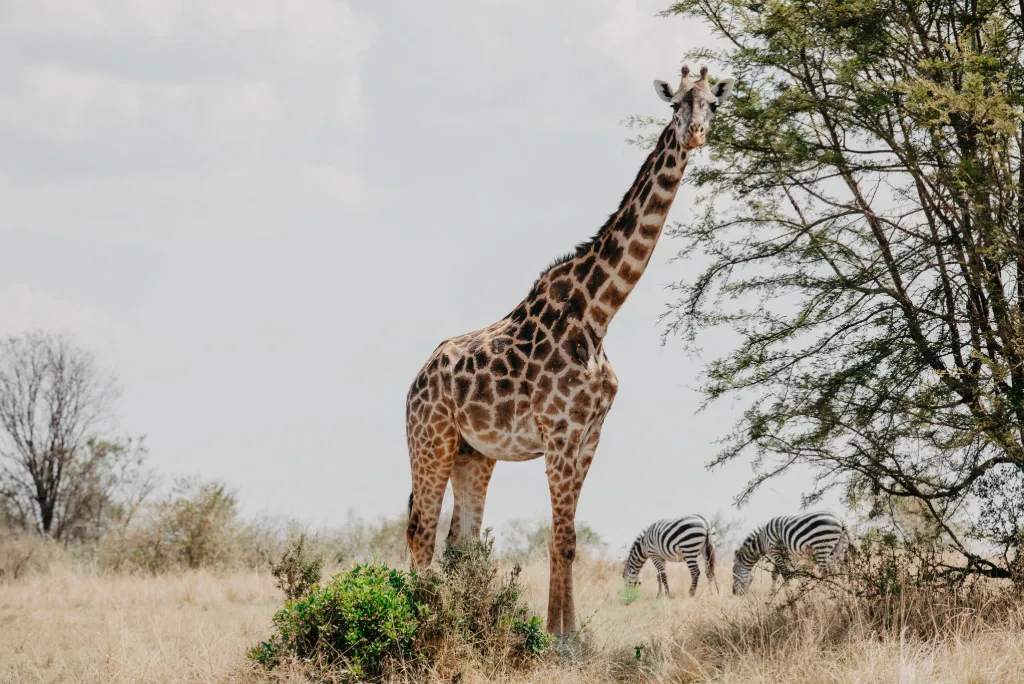 Tanzania Safari Cost