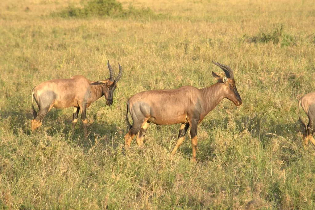 Tanzania Safari Experience