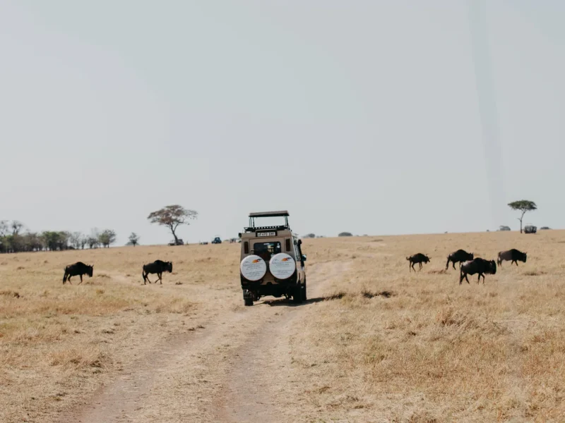 Tanzania Safari Experiences