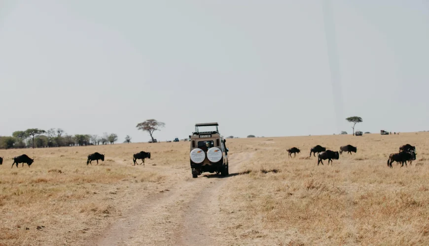 Tanzania Safari Experiences