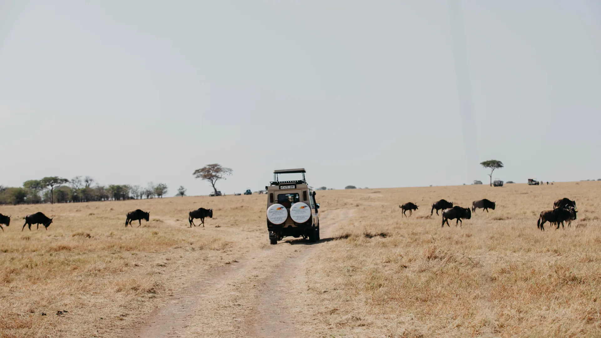 Tanzania Safari Experiences