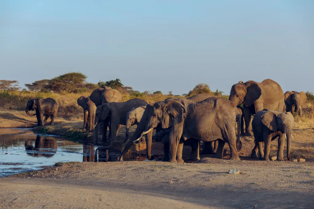 Tanzania Safari Tour Packages