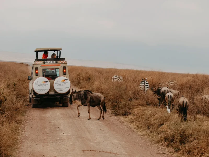 Tanzania Safari Tours