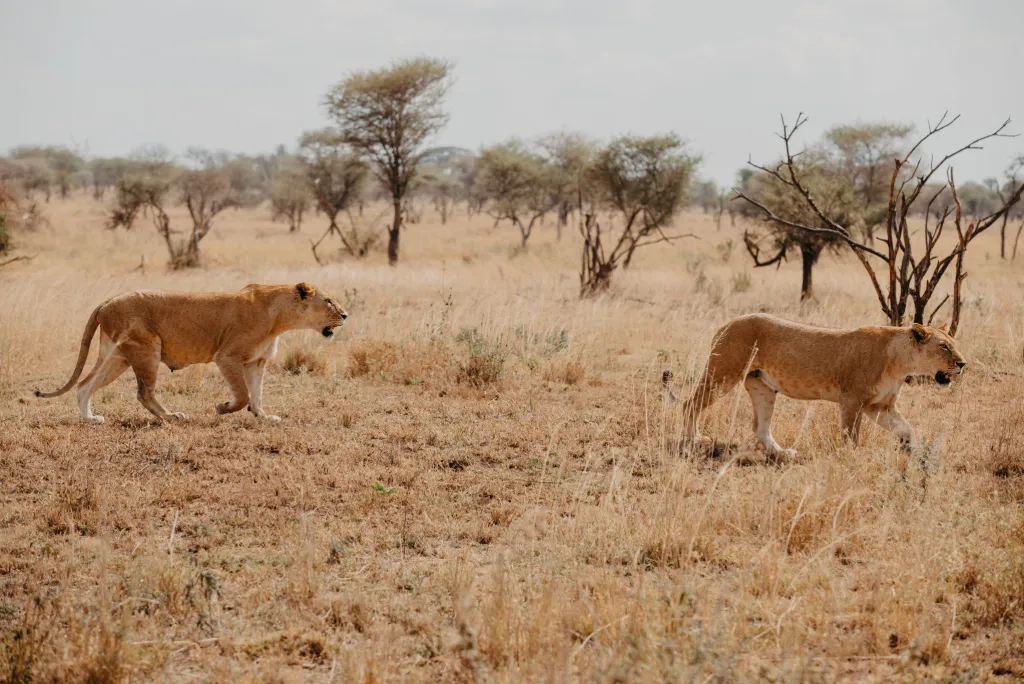 Tanzania Wildlife Safari 