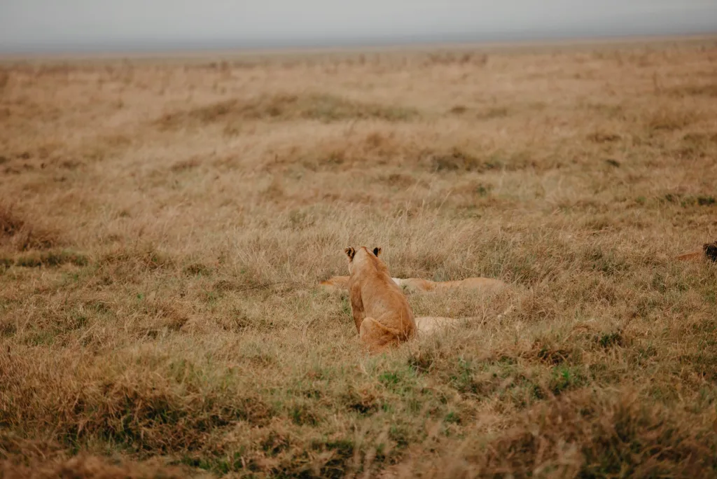 Things To Do In Tanzania