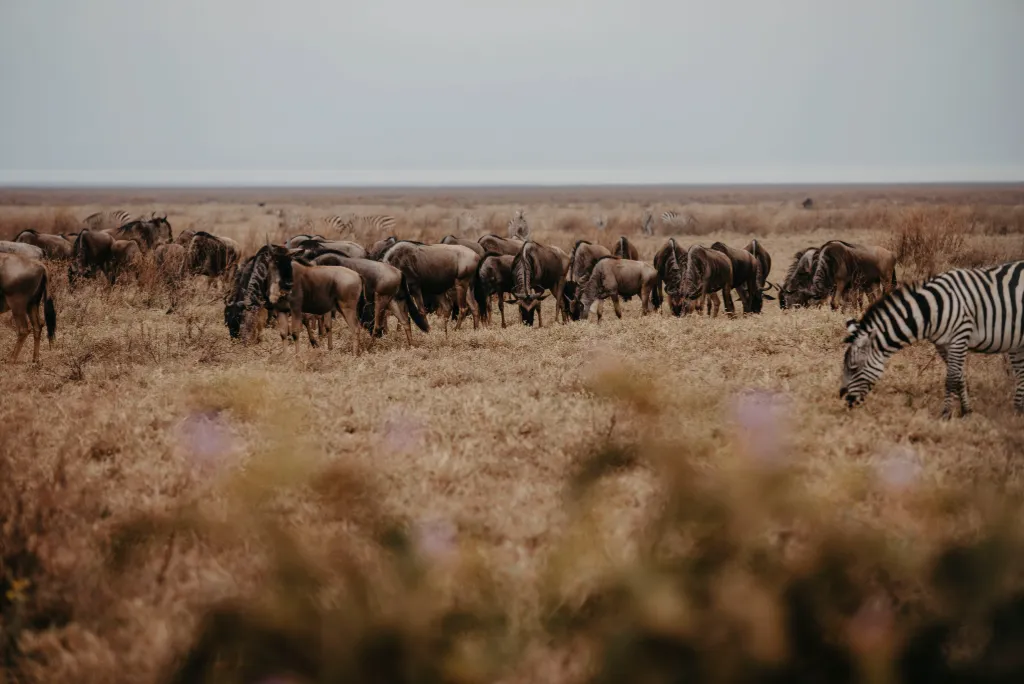 Serengeti Safari Tours