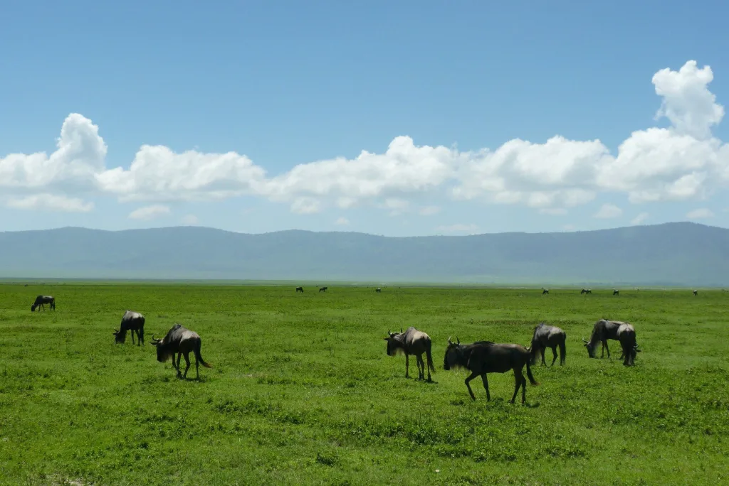 Ngorongoro Conservation Area